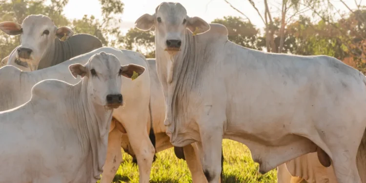 Resultado supera o parâmetro mínimo do Ministério da Agricultura e Pecuária, que é de 90% e comprova o compromisso dos produtores rurais tocantinenses com a sanidade animal