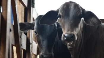 A vacinação contra a brucelose é obrigatória e abrange as fêmeas bovinas e bubalinas com idade entre 3 e 8 meses. Foto - Majuh Souza / Governo do Tocantins