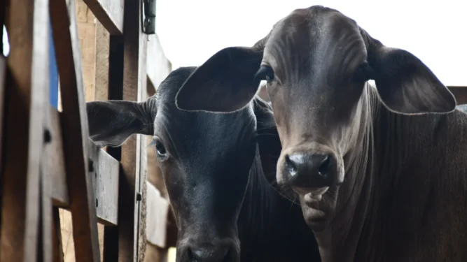 A vacinação contra a brucelose é obrigatória e abrange as fêmeas bovinas e bubalinas com idade entre 3 e 8 meses. Foto - Majuh Souza / Governo do Tocantins