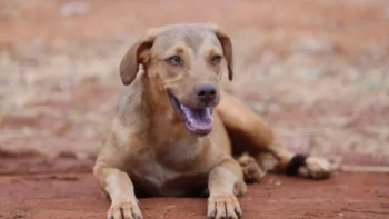 Mutirão de Castração Animal de Rua Zero é realizado na região Norte de Palmas – Foto Lia Mara