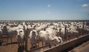 Viabilidade econômica dos confinamentos deve seguir positiva no primeiro trimestre de 2026 — Foto: Wenderson Araujo/CNA