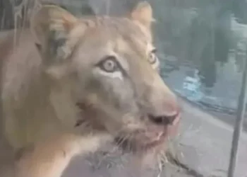 Foto: Material cedido ao Metrópoles