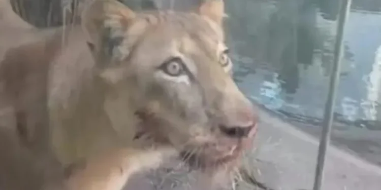 Foto: Material cedido ao Metrópoles