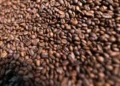 O Brasil tende a apresentar um aumento na produção de café na safra 2026/27 — Foto: Wenderson Araujo/CNA
