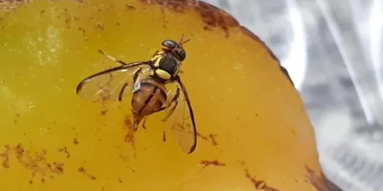 Foto: Maycon Nunes/Agência do Estado do Pará