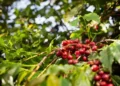 Área plantada com café diminuiu, mas a produtividade aumentou — Foto: Wenderson Araujo/CNA