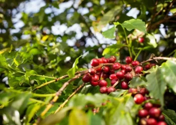 Área plantada com café diminuiu, mas a produtividade aumentou — Foto: Wenderson Araujo/CNA
