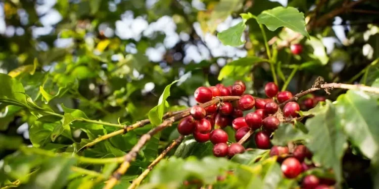 Área plantada com café diminuiu, mas a produtividade aumentou — Foto: Wenderson Araujo/CNA