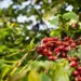 Área plantada com café diminuiu, mas a produtividade aumentou — Foto: Wenderson Araujo/CNA