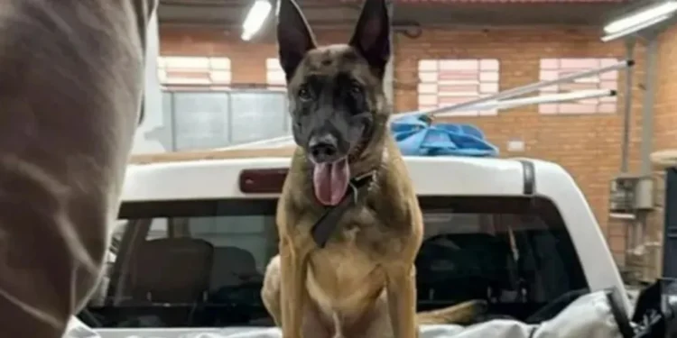 Foto: Divulgação/PF