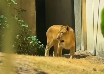 Foto: Reprodução/Parque Arruda Câmara (Bica)