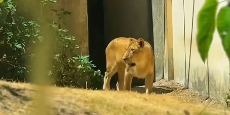Foto: Reprodução/Parque Arruda Câmara (Bica)