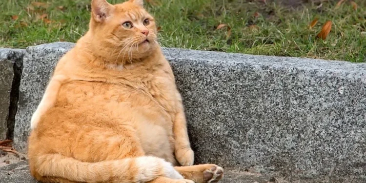 Foto: Reprodução/Redes sociais