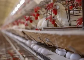 Maior oferta no mercado interno pressionou as cotações dos ovos ao longo de novembro — Foto: Gilson Abreu/AEN