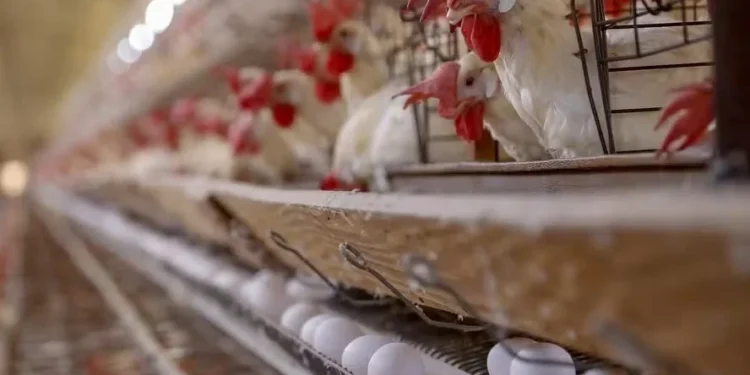 Maior oferta no mercado interno pressionou as cotações dos ovos ao longo de novembro — Foto: Gilson Abreu/AEN
