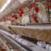 Maior oferta no mercado interno pressionou as cotações dos ovos ao longo de novembro — Foto: Gilson Abreu/AEN