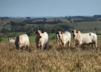 Mercado pecuário se volta ao pico de consumo doméstico, impulsionado pelas festividades e pelo 13º salário — Foto: José Fernando Ogura/AEN