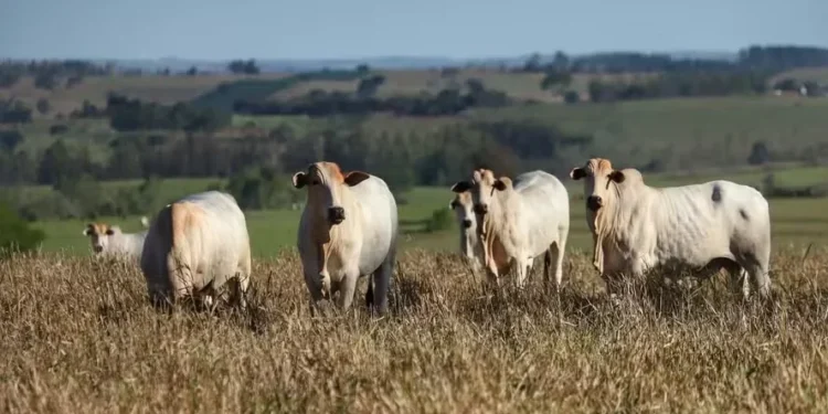 Mercado pecuário se volta ao pico de consumo doméstico, impulsionado pelas festividades e pelo 13º salário — Foto: José Fernando Ogura/AEN