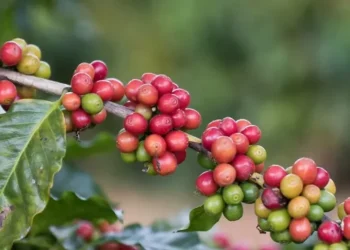 Prognósticos da Climatempo mostram aumento das temperaturas em áreas produtoras de café na próxima semana — Foto: Tony Oliveira / CNA
