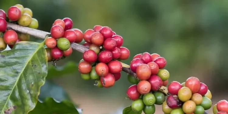 Prognósticos da Climatempo mostram aumento das temperaturas em áreas produtoras de café na próxima semana — Foto: Tony Oliveira / CNA