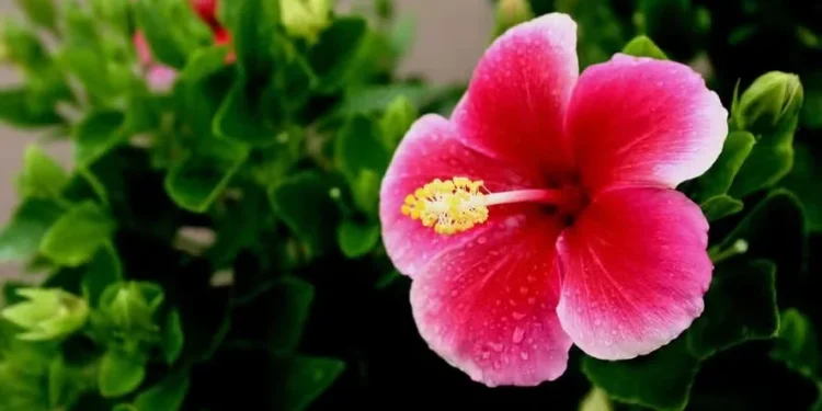 Hibisco está entre as flores que florescem com mais facilidade em dezembro — Foto: Canva/Creative Commons