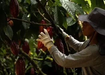 Para analista, fundamentos de oferta ainda permanecem positivos para o cacau — Foto: Divulgação