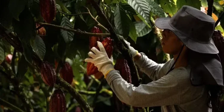Para analista, fundamentos de oferta ainda permanecem positivos para o cacau — Foto: Divulgação