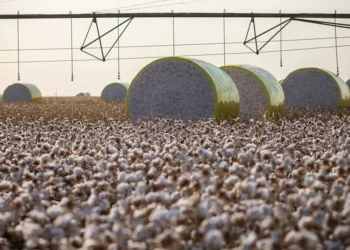 A irrigação garantiu estabilidade na produção baiana de algodão — Foto: Wenderson Araujo/CNA