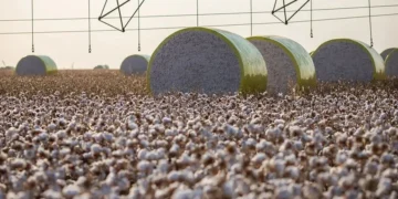 A irrigação garantiu estabilidade na produção baiana de algodão — Foto: Wenderson Araujo/CNA
