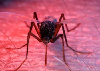 Sciepro / Science Photo Library / Getty Images