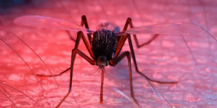 Sciepro / Science Photo Library / Getty Images