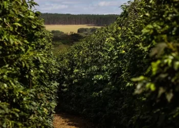 Condições climáticas para o café estão melhores que as observadas em safras anteriores — Foto: Wenderson Araújo/CNA