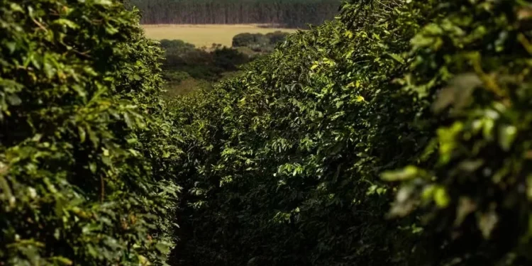 Condições climáticas para o café estão melhores que as observadas em safras anteriores — Foto: Wenderson Araújo/CNA