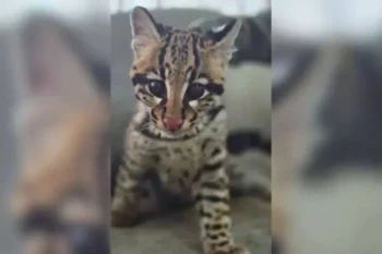 Foto: Divulgação/Polícia Militar Ambiental