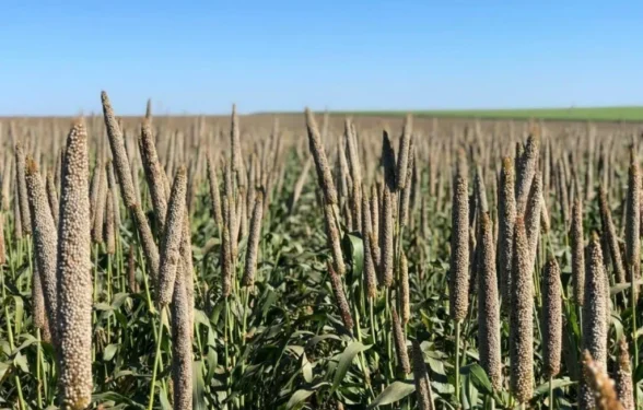 (Foto: ATTO Sementes).