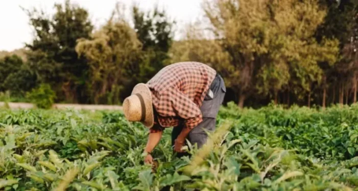 Empregos no campo estão escassos, diz FESA Group — Foto: Getty Images/Canva