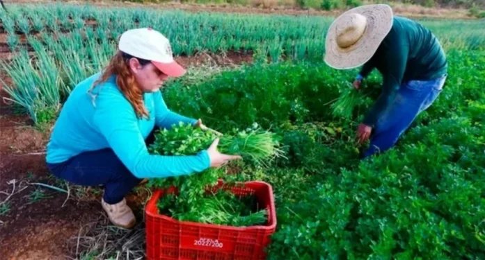 Os agricultores individuais deverão apresentar a documentação para habilitação a partir do dia 12 de janeiro de 2026. (Foto: André Oliveira/MDS).