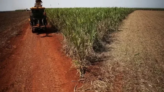 Encerramento de safra ocorreu mais cedo do que na temporada passada — Foto: Globo Rural