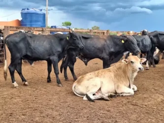 Vendas de gado seguem com liquidez moderada — Foto: José Florentino/Globo Rural