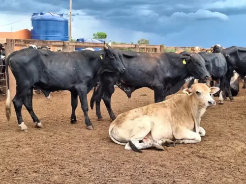 Vendas de gado seguem com liquidez moderada — Foto: José Florentino/Globo Rural