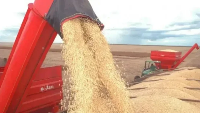 A soja é um dos produto mais exportaTocantins alcançou US$ 2,5 bilhões em exportações neste ano e figura entre os estados brasileiros que mais ampliaram suas exportações em 2025. (Foto: Madson Maranhao/Governo do Tocantins).