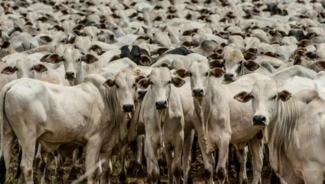 (Foto: Governo de Mato Grosso).