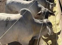 Gado se alimentando de ração — Foto: Nutri Ganho