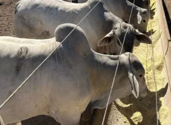 Gado se alimentando de ração — Foto: Nutri Ganho