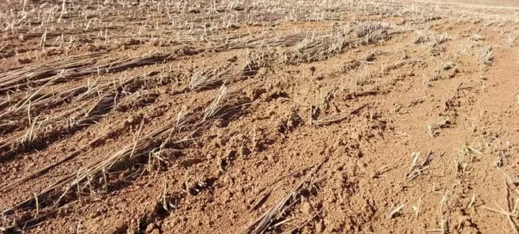 lavoura de soja destruída pelo tornado no Paraná. Seguro rural é preocupação para o produtor — Foto: Gabriel Gerster/Arquivo pessoal