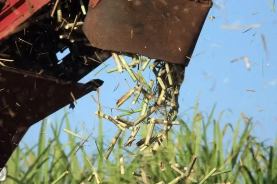 Ainda que dezembro de 2025 tenha sido de chuvas acima da média até o momento, as precipitações abaixo da média foram observadas nos canaviais desde agosto deste ano — Foto: José Roberto Miranda/Embrapa