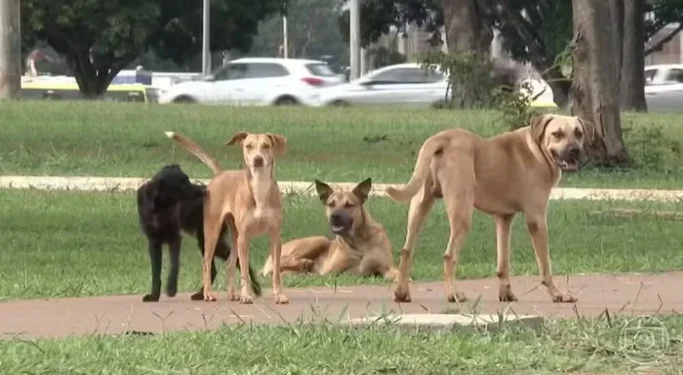Animais domésticos em rua — Foto: Reprodução/TV Globo