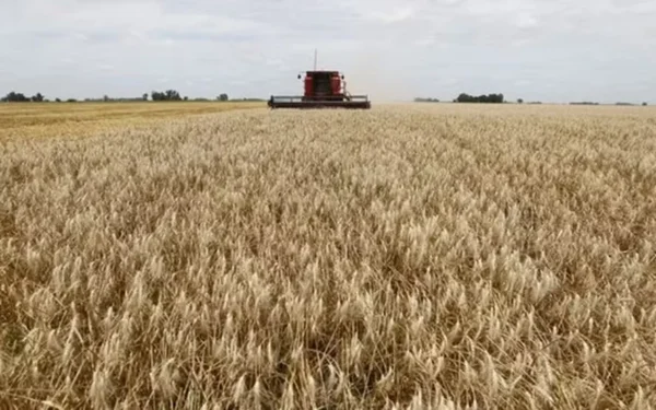 A comercialização foi de 64,7 mil toneladas de trigo e de aproximadamente 16,88 mil toneladas de arroz — Foto: Globo Rural