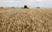 A comercialização foi de 64,7 mil toneladas de trigo e de aproximadamente 16,88 mil toneladas de arroz — Foto: Globo Rural
