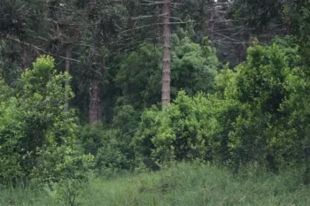 Cultivo sobreado de erva-mate no Paraná. Pesquisadores afirmam que manejo resulta em planta com mais taurina e teobromina — Foto: Invest Paraná